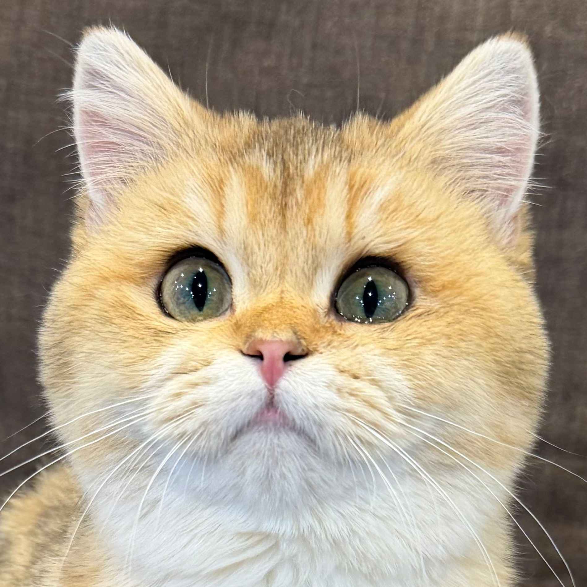みかん